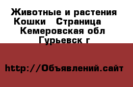 Животные и растения Кошки - Страница 2 . Кемеровская обл.,Гурьевск г.